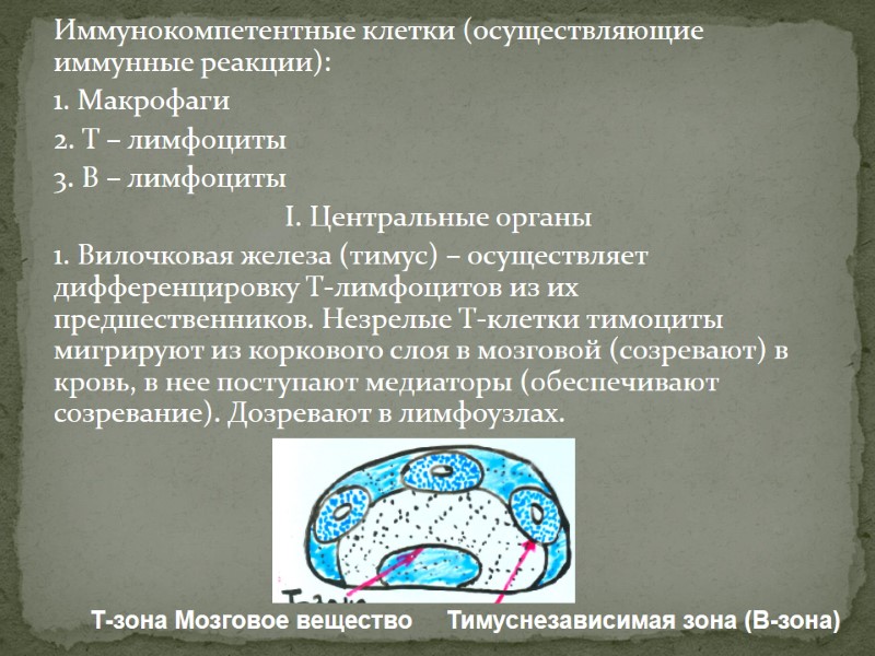 Иммунокомпетентные клетки (осуществляющие иммунные реакции):  1. Макрофаги 2. Т – лимфоциты 3. В